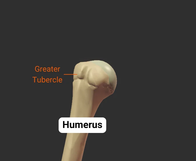 Greater Tubercle - anterior - isolated